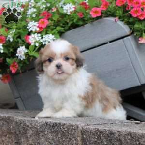 Rube, Teddy Bear Puppy